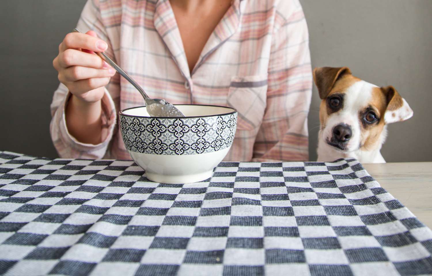 Consciente Deformación jazz ▷ 【 ¿Pueden los perros comer quinua? 】